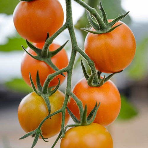 Tomato Orange Paruche