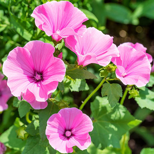 Tree Mallow Lavatera Rosea