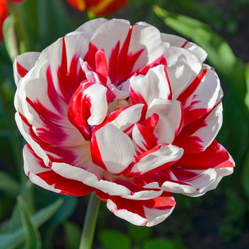 Tulip Carnaval de Nice