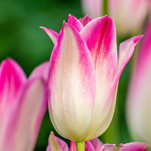 Tulip Holland Chic