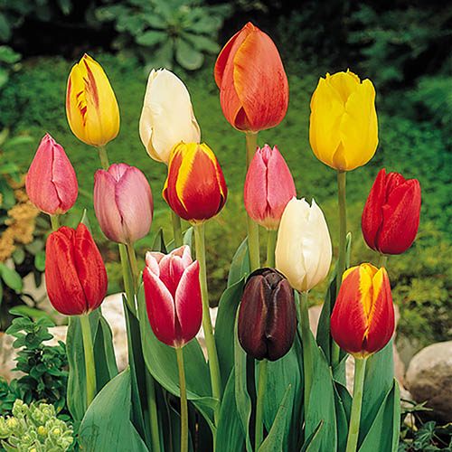 Tulip Triumph Mixed