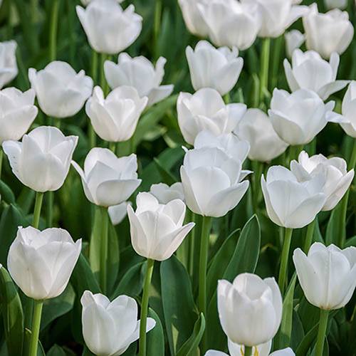 Tulip Triumph White