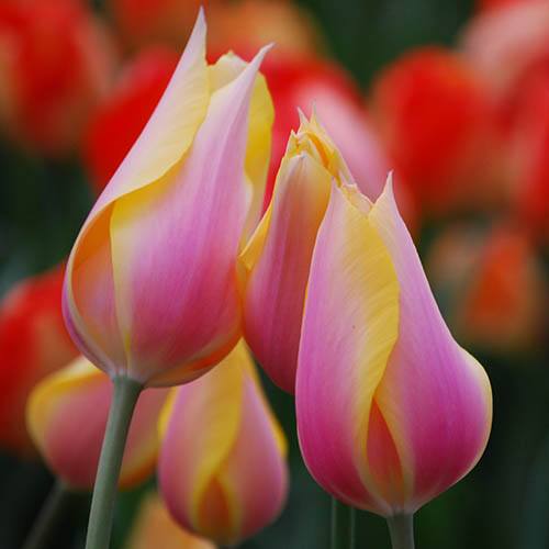 Tulip Tulipa Blushing Lady