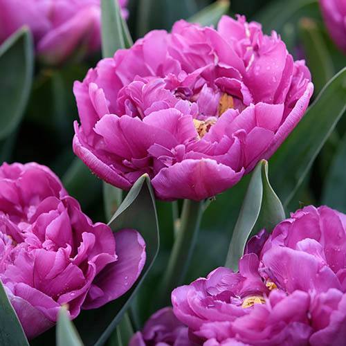 Tulip Tulipa Double Purple