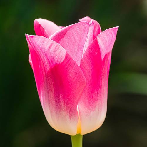 Tulip Tulipa Triumph Pink & White Bicolour