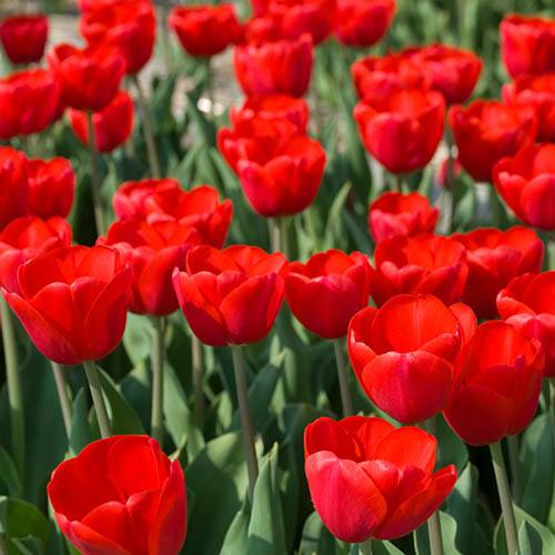 Tulip Tulipa Triumph Red