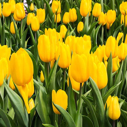 Tulip Tulipa Triumph Yellow