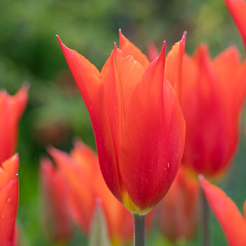 Tulips Dutch Dancer