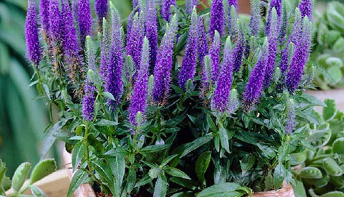 Veronica spicata Ulster Blue Dwarf Speedwell