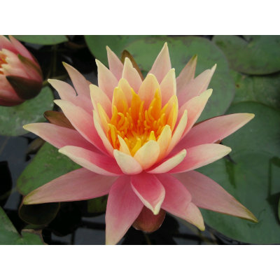 Anglo Aquatic 1L Pink 'Colorado' Nymphea Lily (UNAVAILABLE UNTIL 2023)