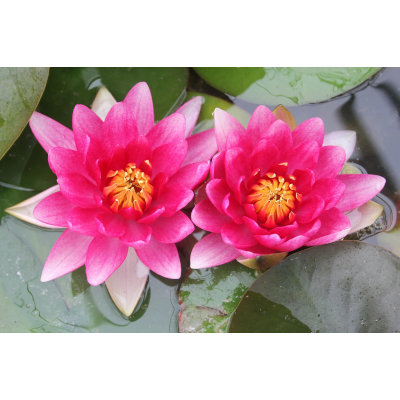 Anglo Aquatic 1L Red 'Attraction' Nymphaea Lily (UNAVAILABLE UNTIL 2023)