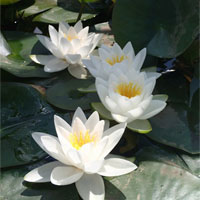 Anglo Aquatic 1L White 'Virginalis' Nymphaea Lily (UNAVAILABLE UNTIL 2023)