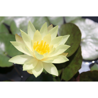 Anglo Aquatic 1L Yellow 'Odorata Sulphurea' Nymphaea Lily (PLEASE ALLOW 2-9 WORKING DAYS FOR DELIVERY)