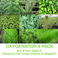 Anglo Aquatic Oxygenator Plants (6 x 9cm Pots, UNAVAILABLE UNTIL 2023)