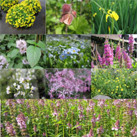 Anglo Aquatic Wildlife Marginal Plants (6 x 9cm Pots, PLEASE ALLOW 2-9 WORKING DAYS FOR DELIVERY)