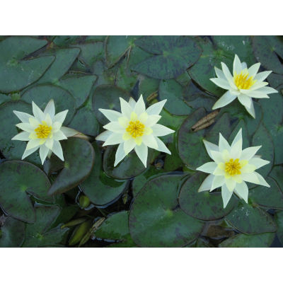 Anglo Aquatic Yellow 1L 'Pygmaea Helvola' Lily (PLEASE ALLOW 2-9 WORKING DAYS FOR DELIVERY)