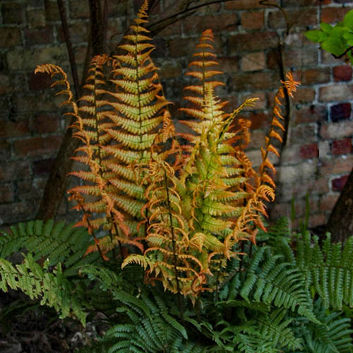 Colourful Dryopteris wall Jurassic Gold x 3 in 9cm Pots