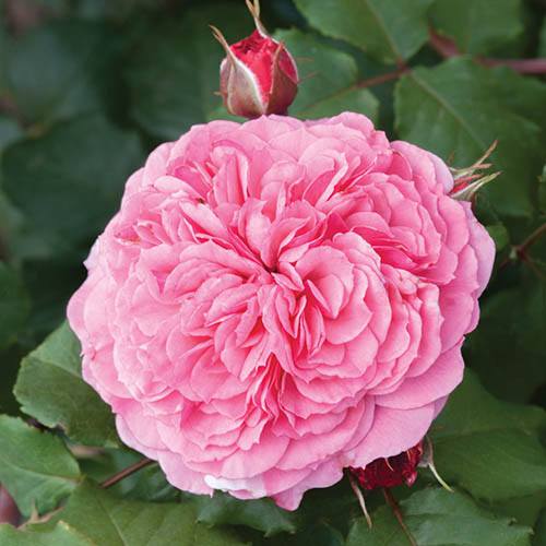 Old English Shrub Rose Pink
