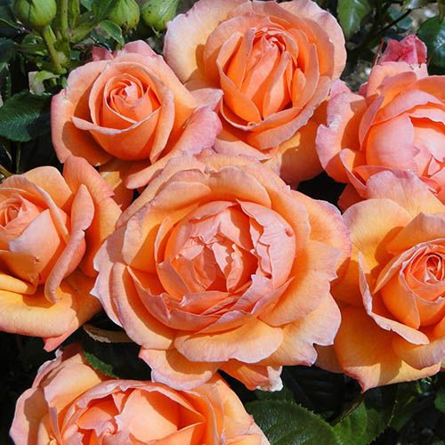 Rose of the Year 2014 Lady Marmalade