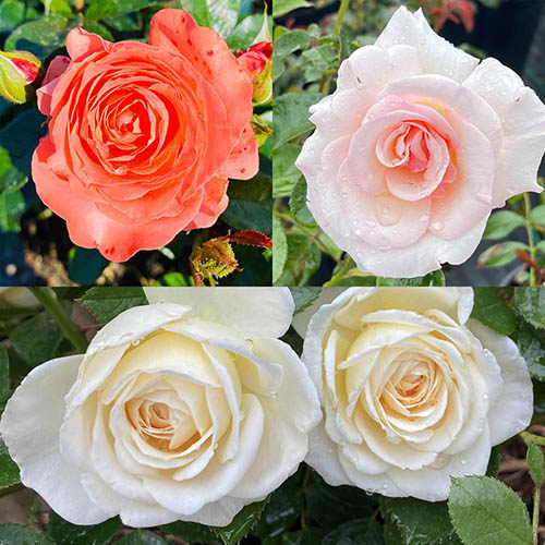 The Harkness Abundance Rose Collection
