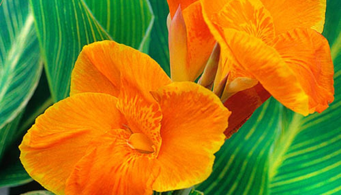 Canna Tropicanna Gold