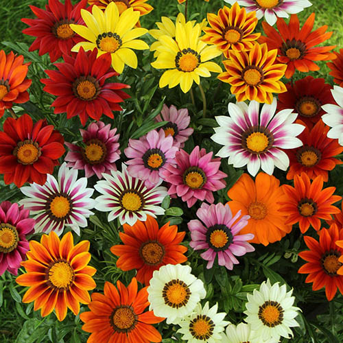 Gazania Sunrise Mix