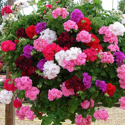 Geranium Rosebud Trailing Collection