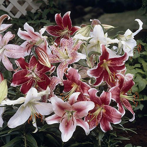 Mixed Fragrant Oriental Lilies