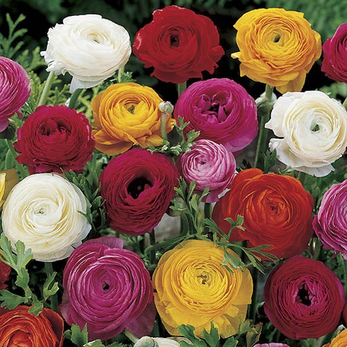 Ranunculus Mix