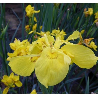 Anglo Aquatics Iris Pseudacorus 'Flore Pleno' 3 Litre