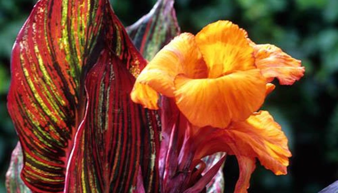 Canna Tropicanna