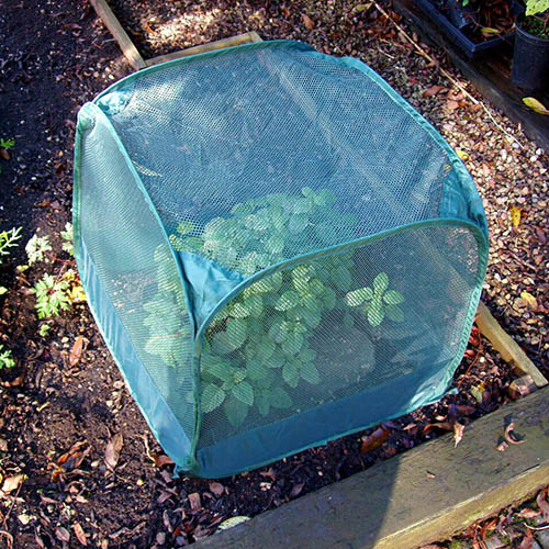 Mini Pop Up Seedling & Pot Plant Cover