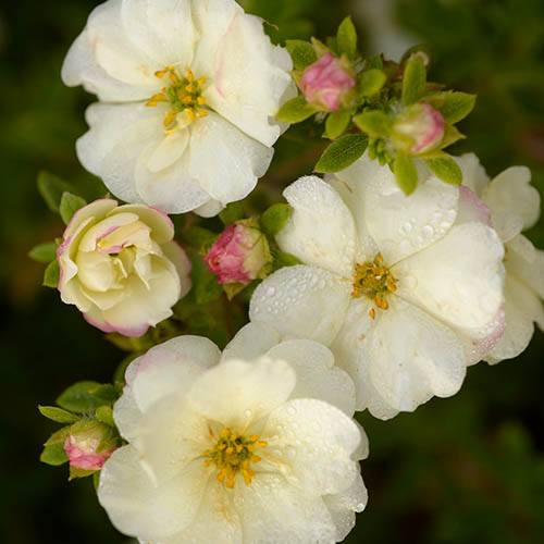 Potentilla fruticosa Double Punch Cream