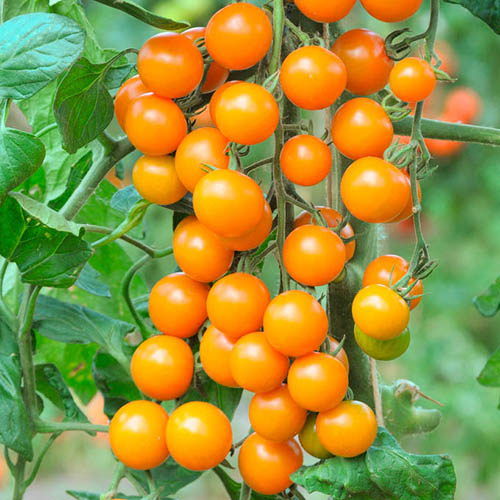 Cherry Tomato Sungold SuperSweet