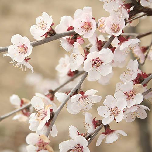 Japanese Blossom Cherry Prunus Kojo-No-Mai