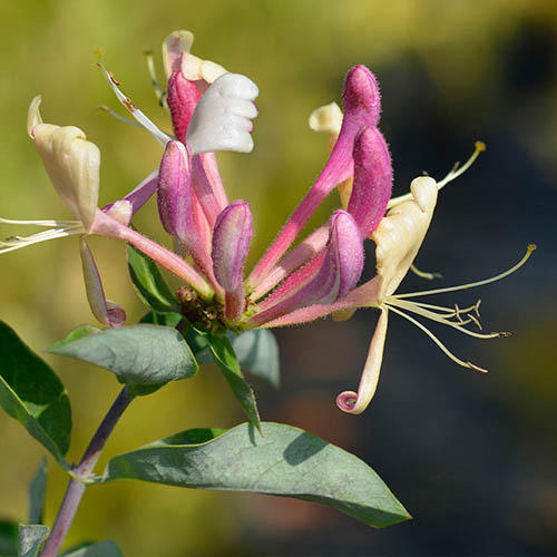 Japanese Honeysuckle Lonicera belgica