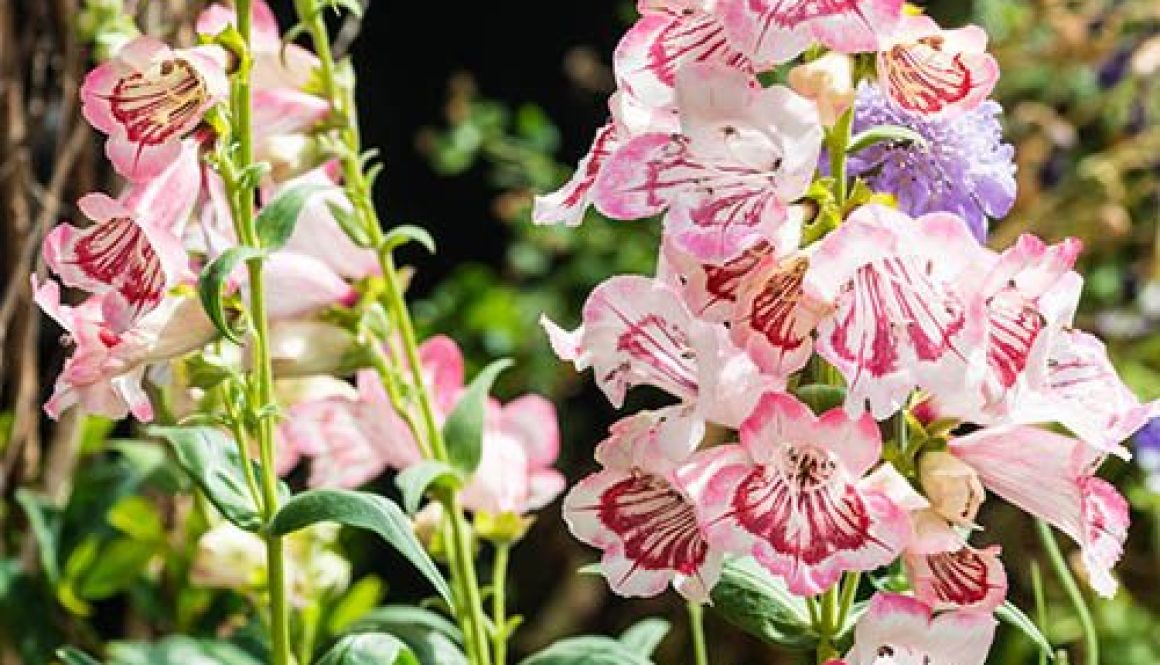 Penstemon Strawberries & Cream