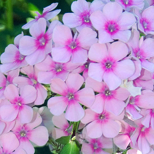 Phlox Narwianski Wir