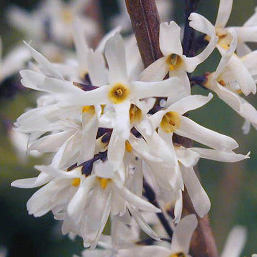 White Forsythia Abeliophyllum distichum