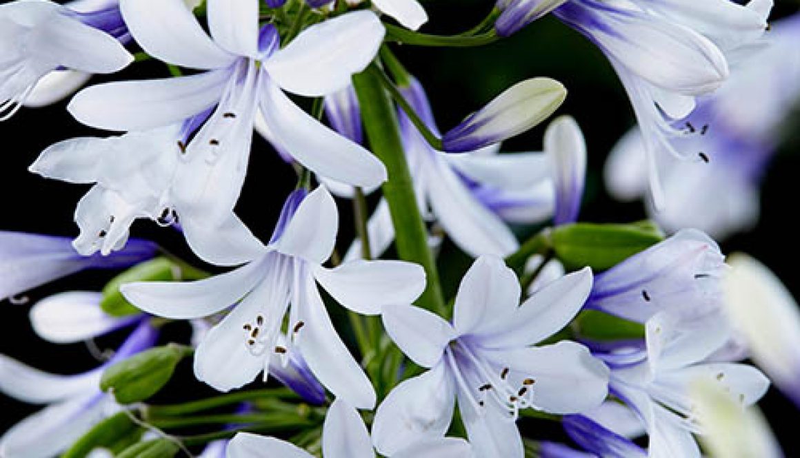 Agapanthus Fireworks