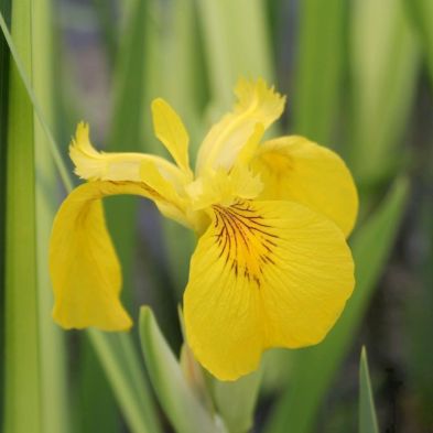 Anglo Aquatics Iris Pseudacorus 'Variegata' 3 Litre