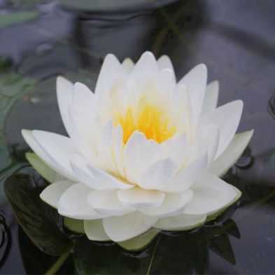 Anglo Aquatics Nymphaea Gonnere 10 Litre