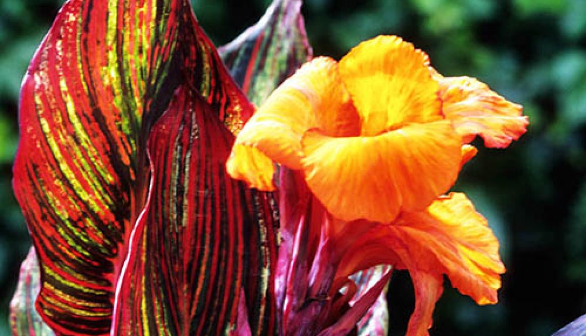 Canna Tropicanna 9cm x 3