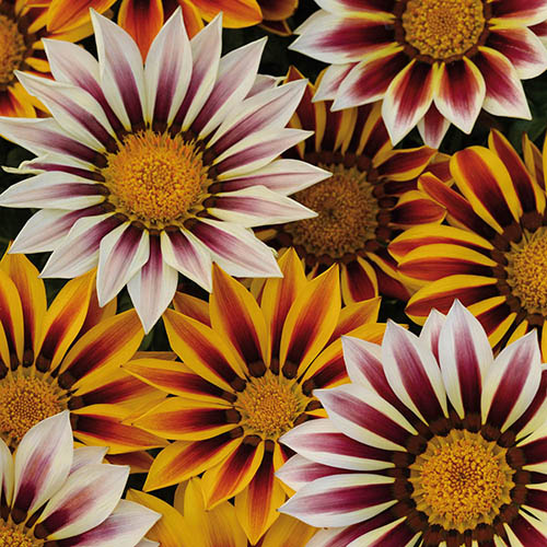 Gazania Tiger Stripes Mix