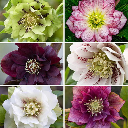 Hellebore Double Collection 9cm x 6