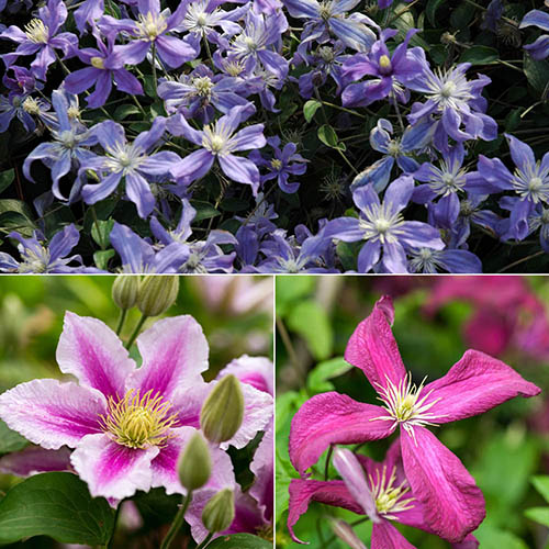 Mid Season Flowering Clematis Collection