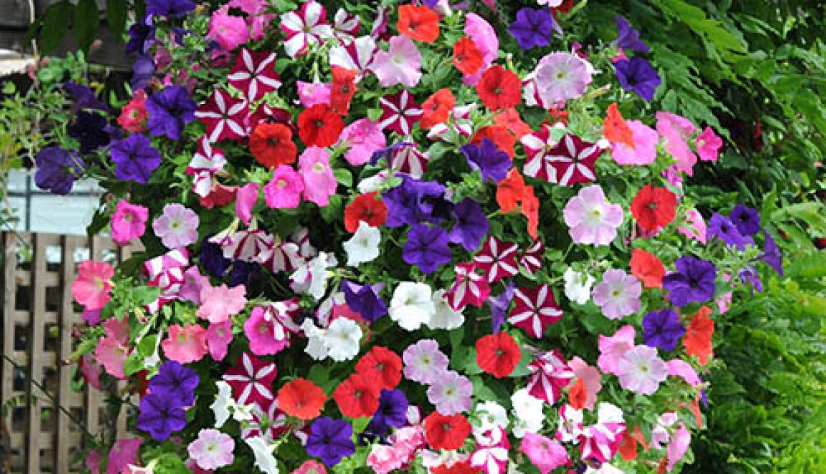 Petunia Easy Wave Ultimate Mix