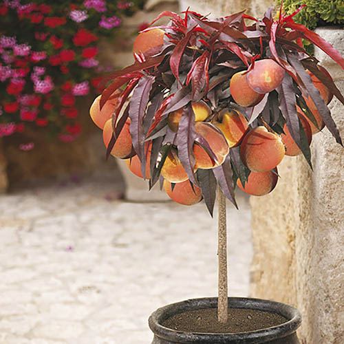 Red-Leaved Patio Peach Crimson Bonfire Tree