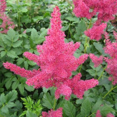 Anglo Aquatics Astilbe Red 1 Litre 3 Pack