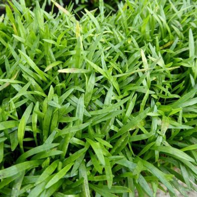Anglo Aquatics Lilaeopsis Brasilensis 1 Litre